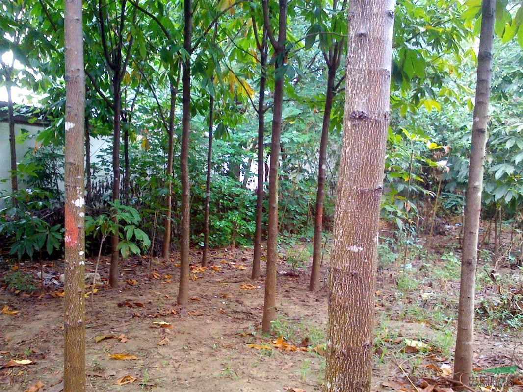 河南河南七葉樹基地介紹
