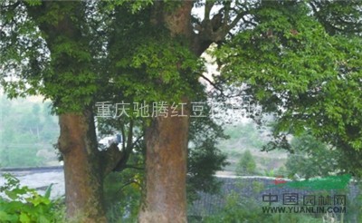 金絲楠種子與烏木｜金絲楠苗與烏木