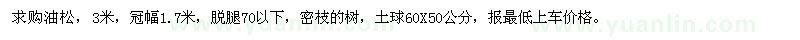 求購油松