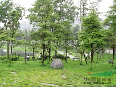 貴州金絲楠其實也就是楠木類屬