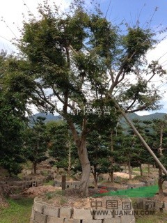 浙江地區(qū)供應(yīng)2-26公分紅楓