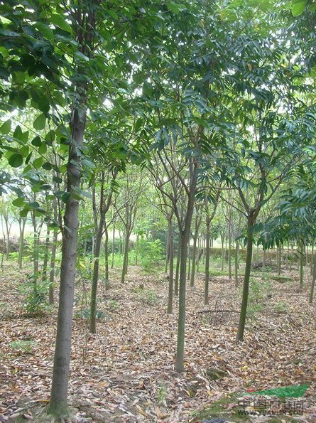 無(wú)患子最新報(bào)價(jià)，無(wú)患子價(jià)格更新，無(wú)患子基地 