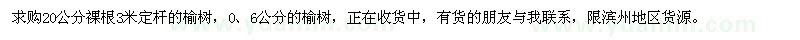 求購20公分榆樹