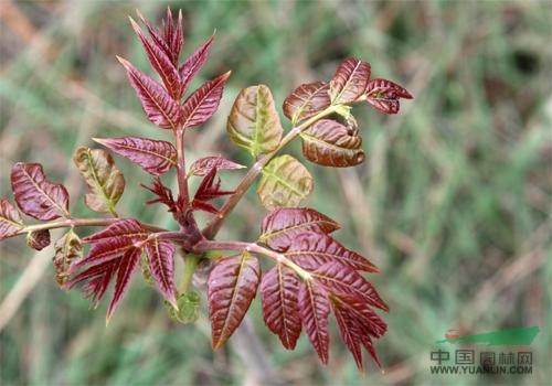 紅油香椿種子批發(fā) 香椿基地直銷香椿種子 當年新種子質(zhì)量保證