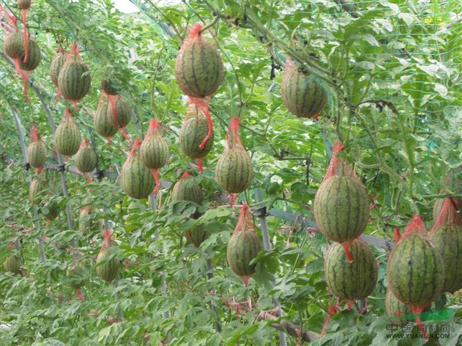 杜仲小苗價(jià)格 杜仲種苗價(jià)格 杜仲苗木價(jià)格 杜仲的價(jià)格 