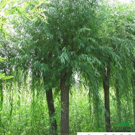 貴州垂柳的價(jià)格，垂柳的價(jià)格，垂柳圖片