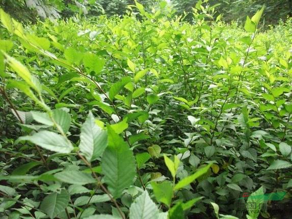 貴州榆樹的價格，榆樹的價格，榆樹圖片 