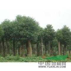香樟的價(jià)格，5-20公分香樟價(jià)格，香樟圖片 