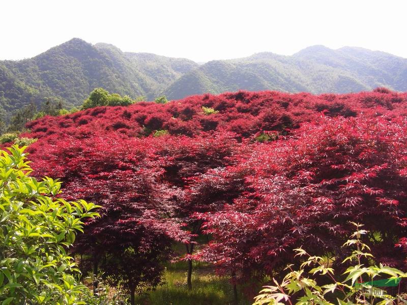 紅楓的價格，4公分紅楓價格，紅楓圖片