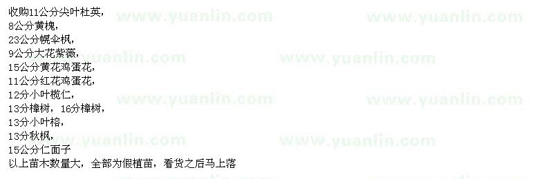 求購(gòu)尖葉杜英、黃槐、幌傘楓