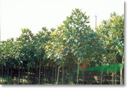 南京廣玉蘭的價(jià)格，10公分廣玉蘭的價(jià)格，12公分廣玉蘭的價(jià)格