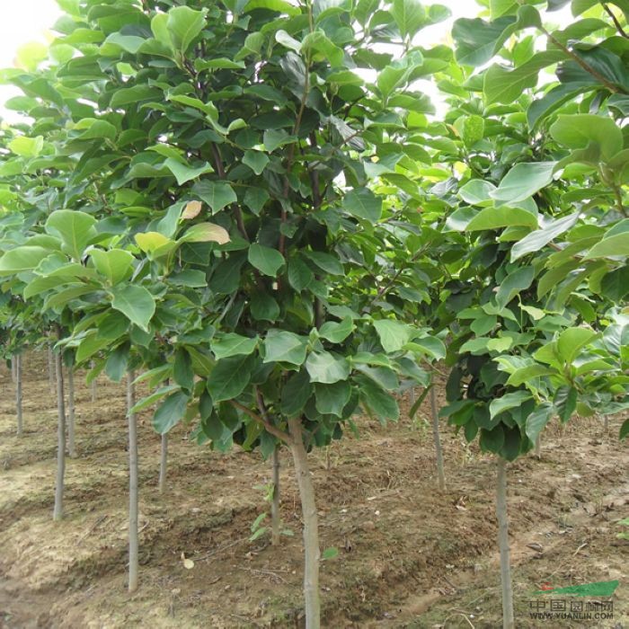 南京白玉蘭的價(jià)格，4公分白玉蘭的價(jià)格，5公分白玉蘭的價(jià)格 