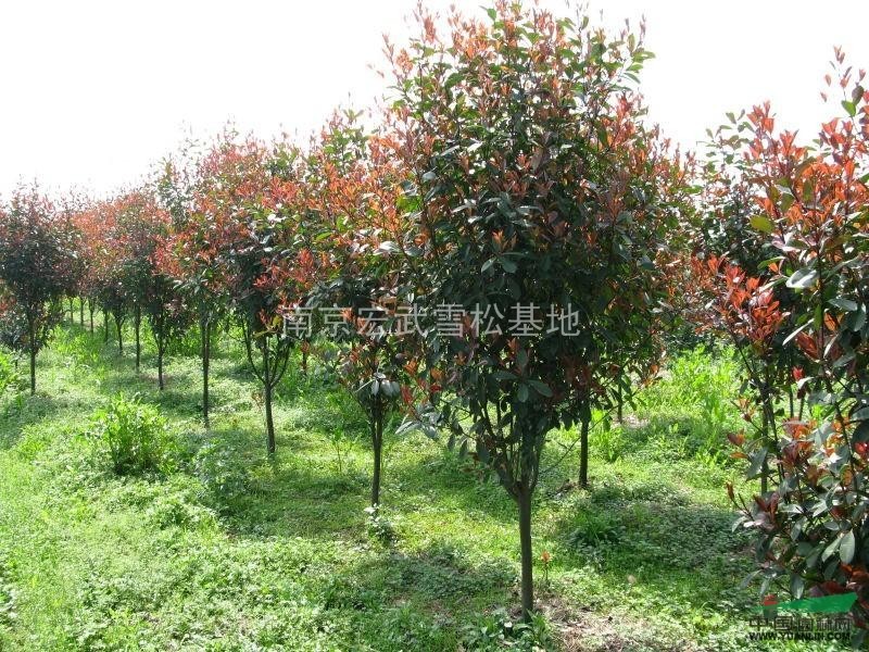 紅葉石楠價格/紅葉石楠報價