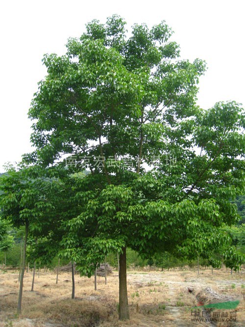 重陽(yáng)木苗木價(jià)格 重陽(yáng)木基地價(jià)格 重陽(yáng)木基地直銷 