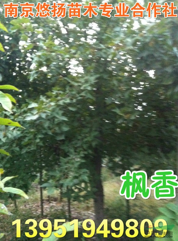 南京彩葉楓香批發(fā)，北美楓香價(jià)格