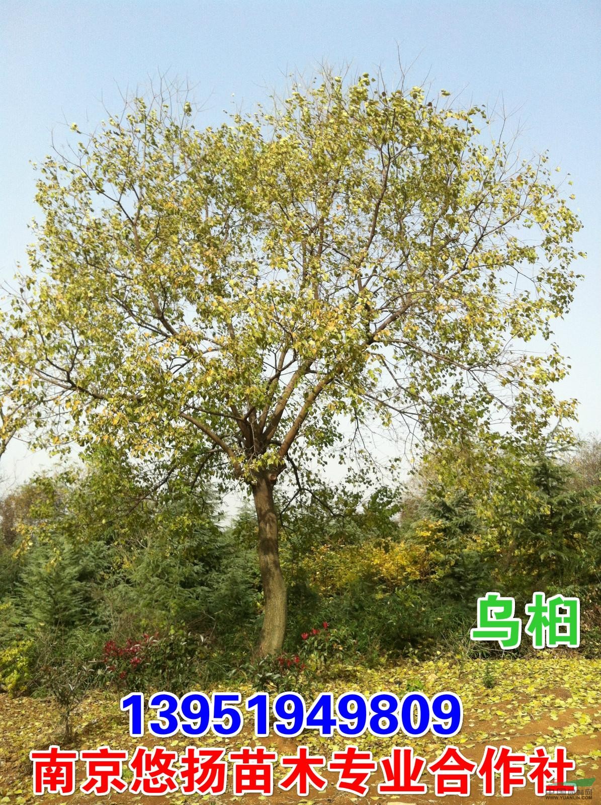 南京彩葉楓香批發(fā)，北美楓香價(jià)格