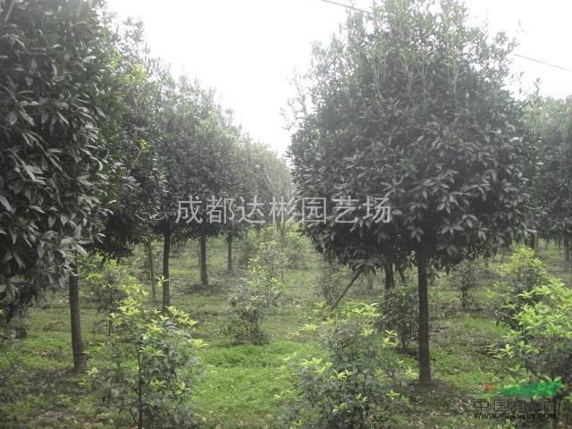 桂花5-12公分