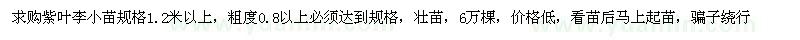 求購1.2米以上紫葉李小苗