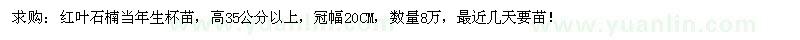 求購(gòu)高35公分以上紅葉石楠杯苗