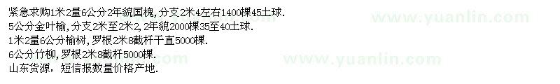 求購(gòu)國(guó)槐、金葉榆、榆樹(shù)