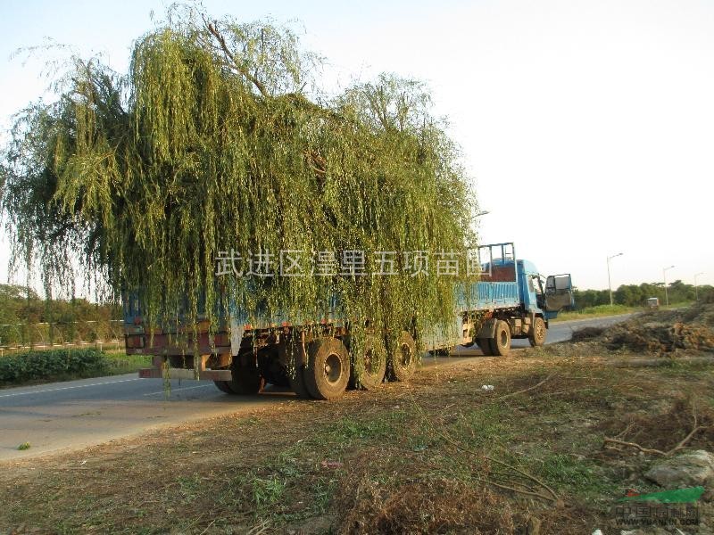 江蘇常州地區(qū)供應(yīng)5-20公分垂柳