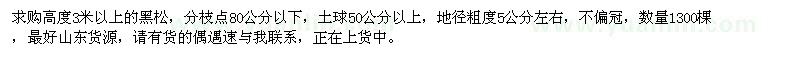 求購高度3米以上黑松