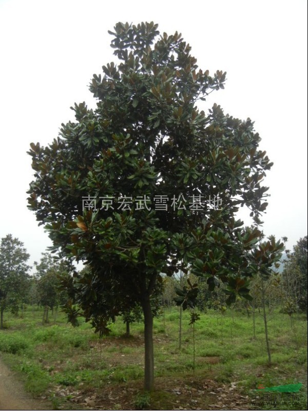 廣玉蘭價格，廣玉蘭的價格，南京廣玉蘭價格