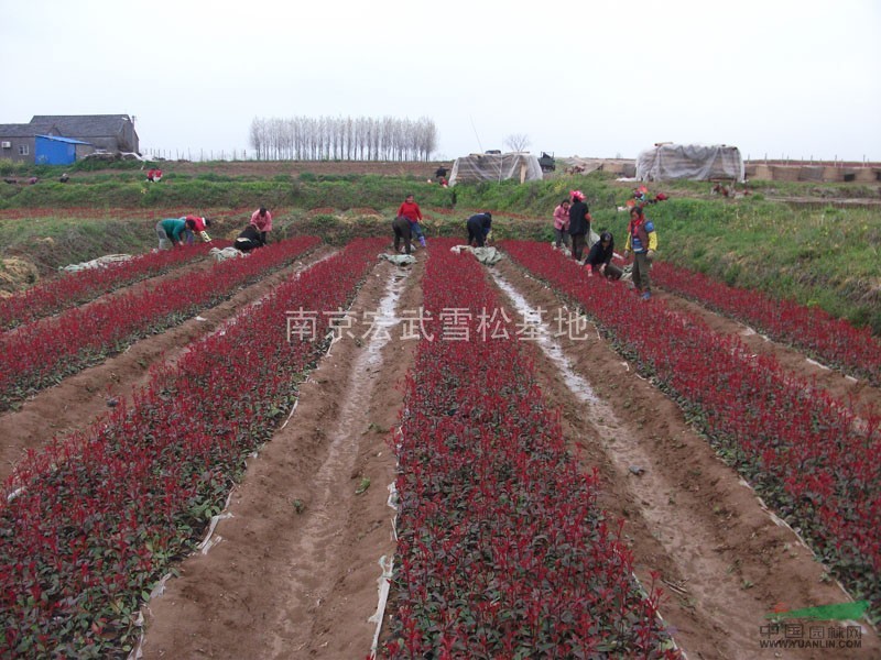 紅葉石楠價格，紅葉石楠的價格，南京紅葉石楠價格