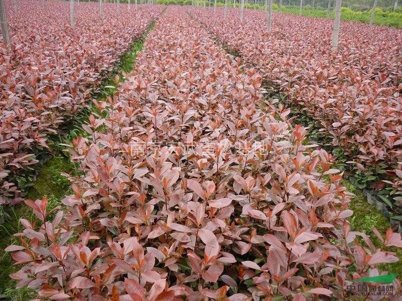 紅葉石楠價格，紅葉石楠的價格，南京紅葉石楠價格