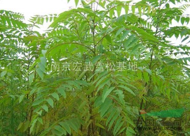 黃連木價格，黃連木的價格，南京黃連木價格