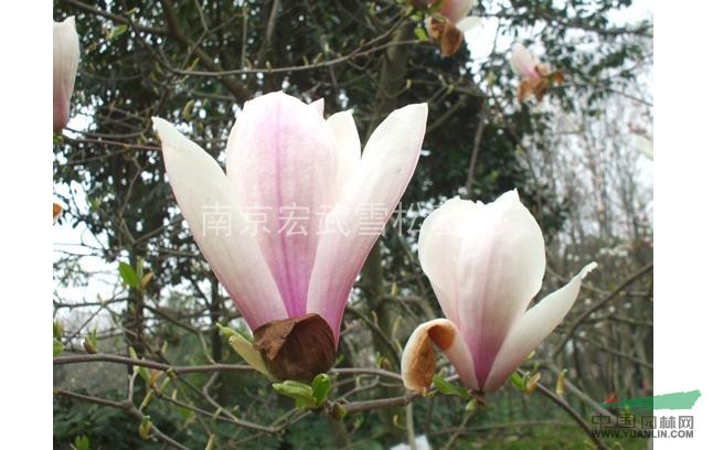 供應(yīng)紅玉蘭價格紅玉蘭應(yīng)用