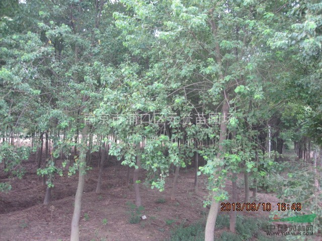 供應；烏桕價格，烏桕樹價格，精品烏桕價格，南京烏桕苗圃價格