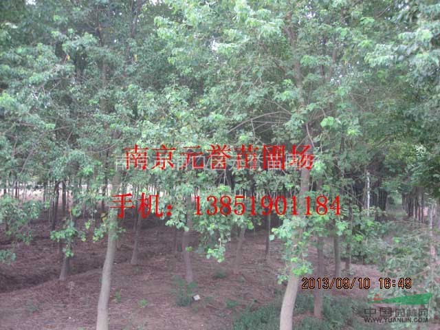 供應；烏桕價格，烏桕樹價格，精品烏桕價格，南京烏桕苗圃價格