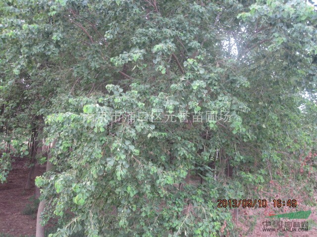供應；烏桕價格，烏桕樹價格，精品烏桕價格，南京烏桕苗圃價格