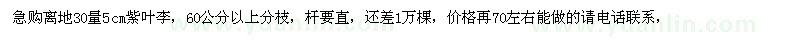 求購離地30量5公分紫葉李