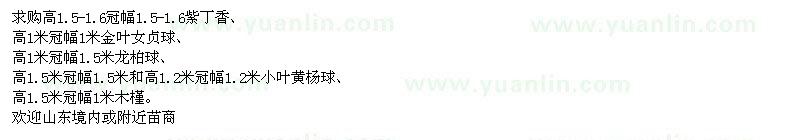 求購(gòu)紫丁香、金葉女貞球、龍柏球