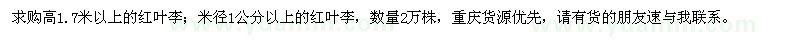 求購高1.7米以上紅葉李
