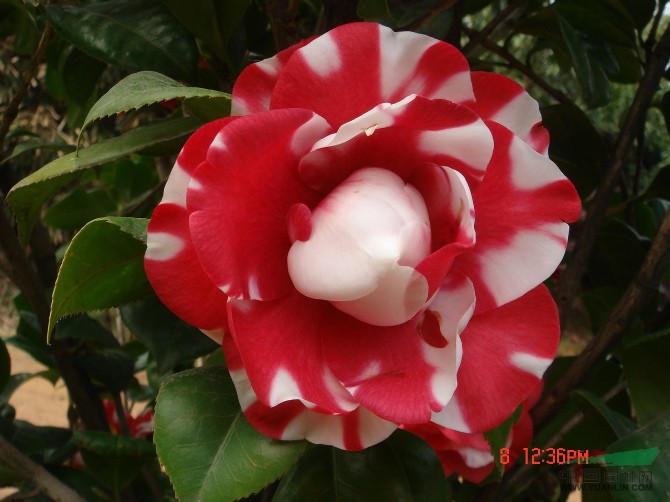 本公司出售各種觀賞茶花，如四季金花茶，花鶴令等歡迎您的參觀考核