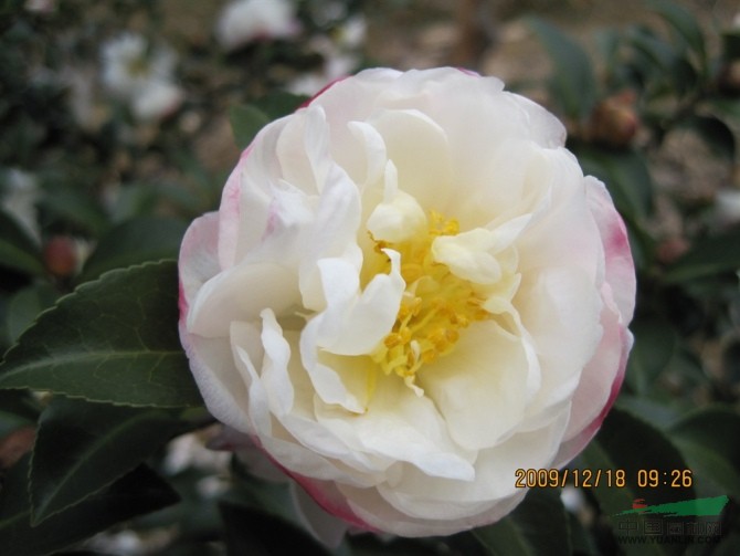 本公司出售各種觀賞茶花，如四季金花茶，花鶴令等歡迎您的參觀考核