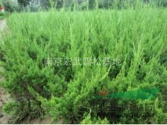 龍柏價格-1米龍柏價格-哪里龍柏基地價格便宜