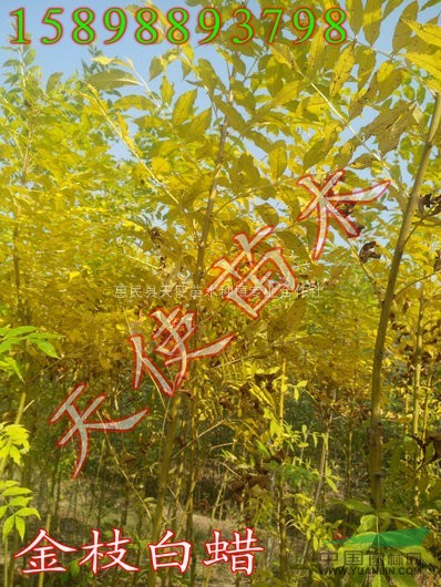 供應(yīng)白蠟，白蠟樹苗批發(fā)價(jià)格