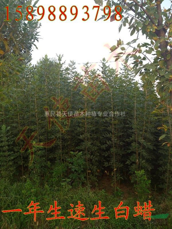 供應(yīng)白蠟，白蠟樹苗批發(fā)價(jià)格