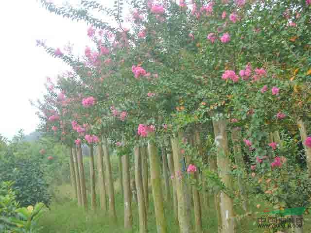 樸樹 重陽木 三角楓 杜梨 桂花 紫薇 大葉女貞 紅葉李 