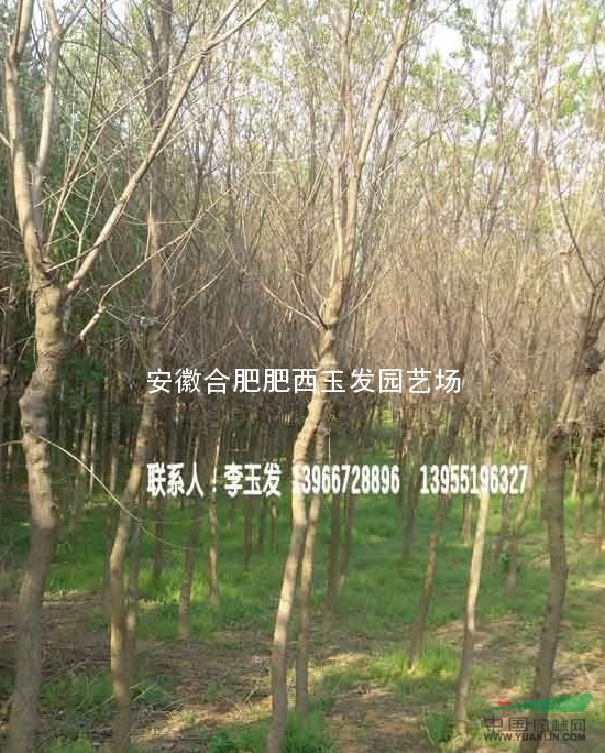 樸樹 重陽木 三角楓 杜梨 桂花 紫薇 大葉女貞 紅葉李 