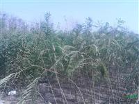 本園林出售大量 楊樹柳樹