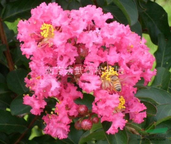 百日紅價(jià)格，紫薇價(jià)格，2公分紫薇價(jià)格，3公分紫薇價(jià)格