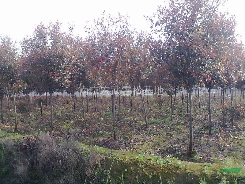 江蘇紅葉石楠價格，浙江紅葉石楠價格，四川紅葉石楠價格