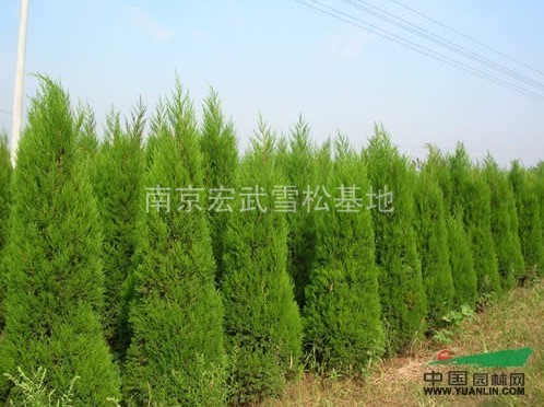 安徽蜀檜價(jià)格