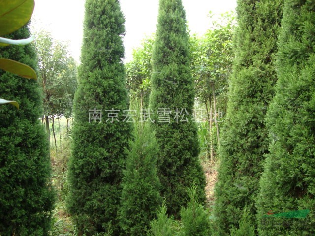 安徽蜀檜價(jià)格