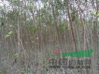 夾竹挑地苗袋